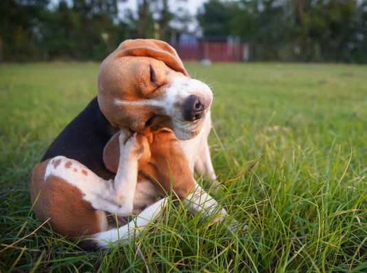 Why Is My Dog So Itchy? Understanding the Real Causes