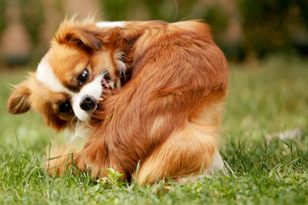 Itchy Dog? Try These 10 Natural Solutions Before the Vet